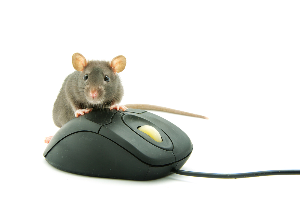 A furry mouse sits on a computer mouse.