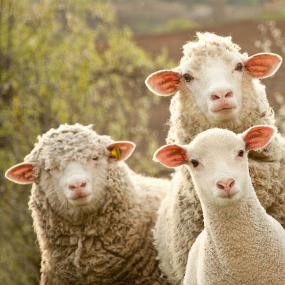 Don't just follow the flock: improve your writing by changing what you read