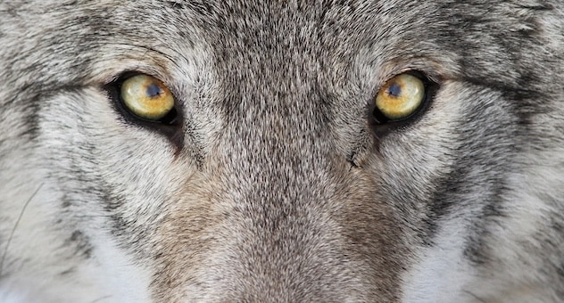 close-up wolf's face focusing on the eyes