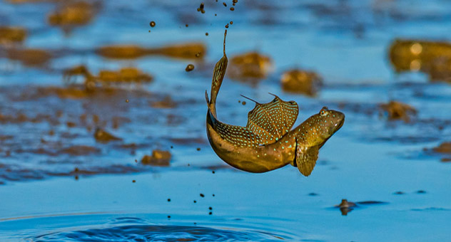 A brown, speckled mudskipper fish leaps out of the water.