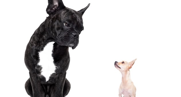 Large French bulldog and tiny chihuahua look at each other