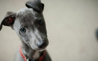 How much information is too much?