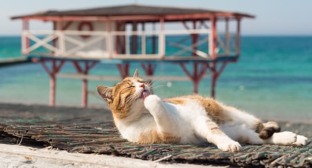Cat relaxing on a beach mat, licking its paws
